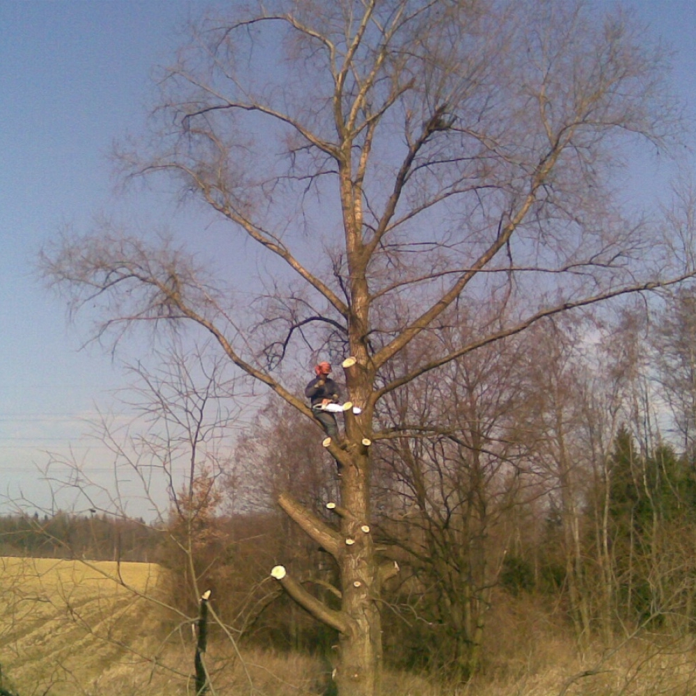 Výřezy pod dráty VN a VVN, rizikové kácení 2011