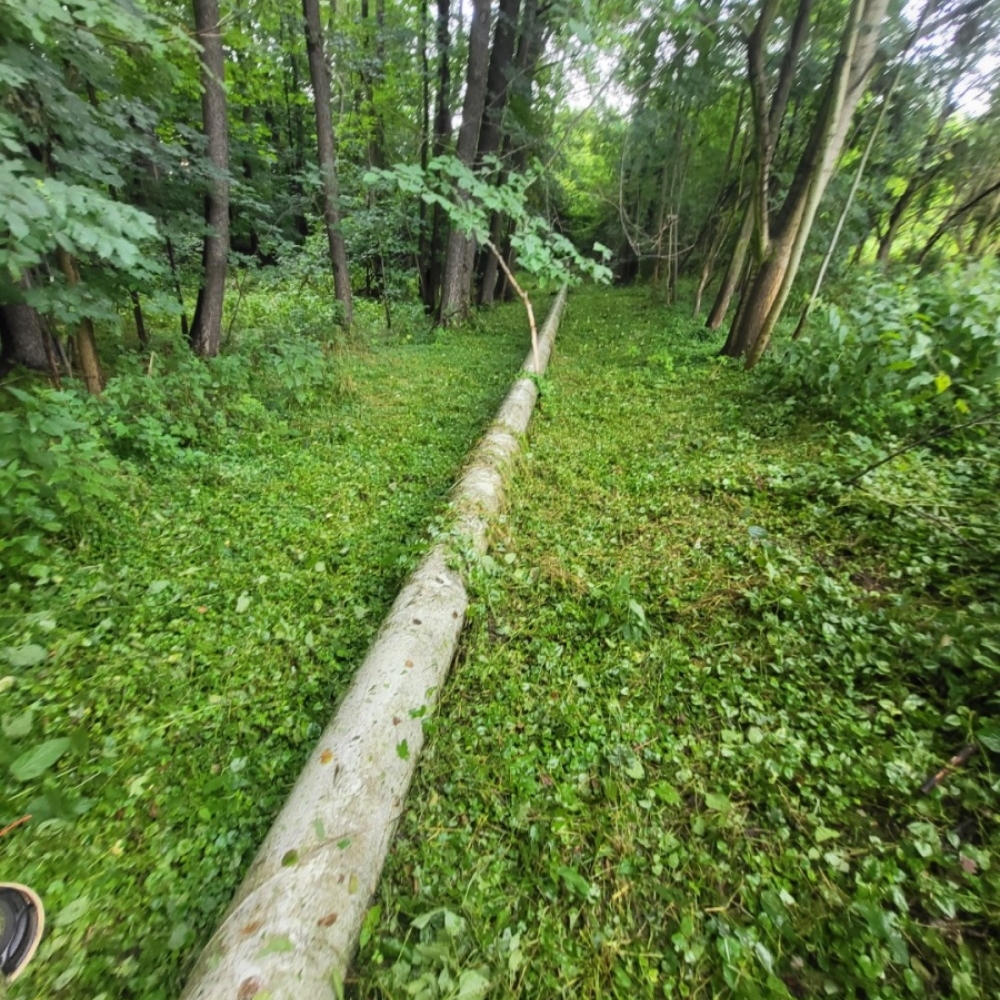 Odstraňování nevhodné vegetace v ochranném pásmu plynovodů
