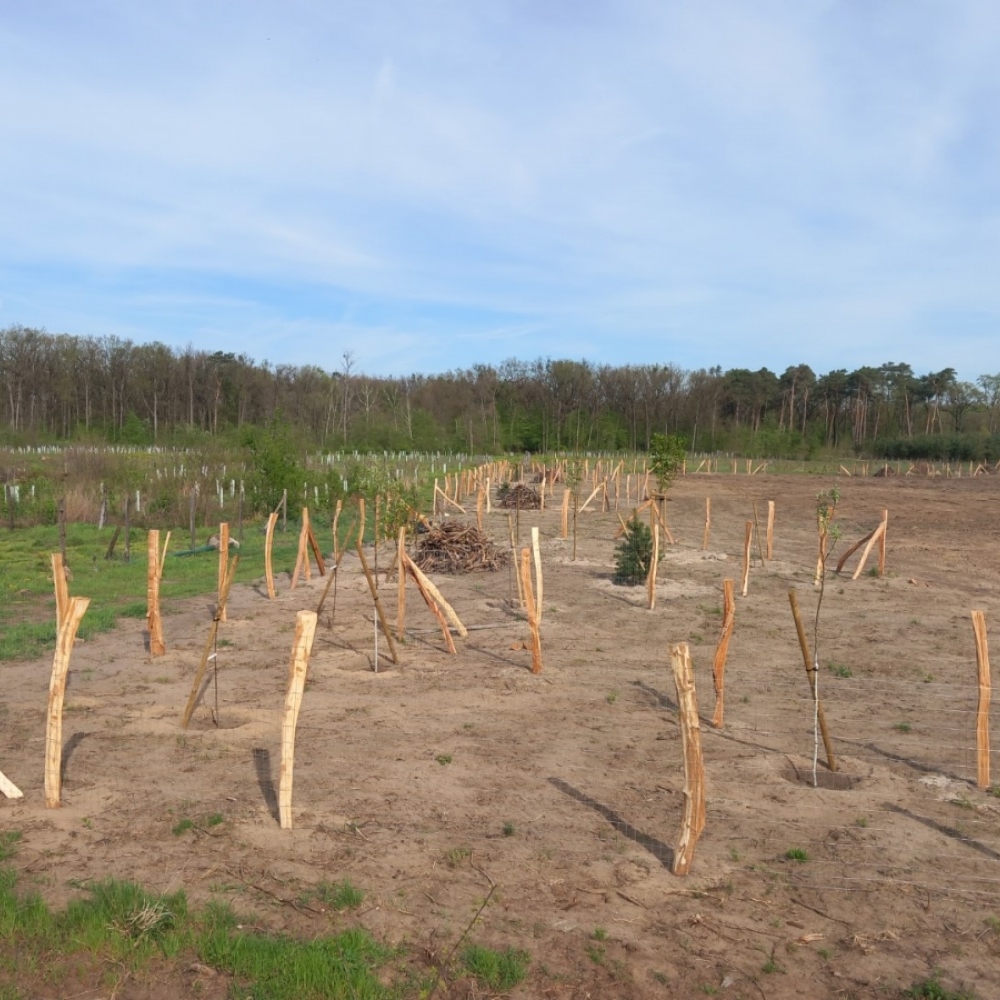 Obnova dětského městečka po tornádu 2024 - vegetační úpravy