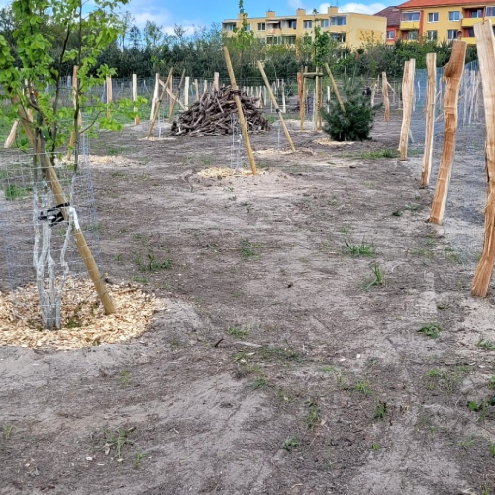 Obnova dětského městečka po tornádu 2024 - vegetační úpravy