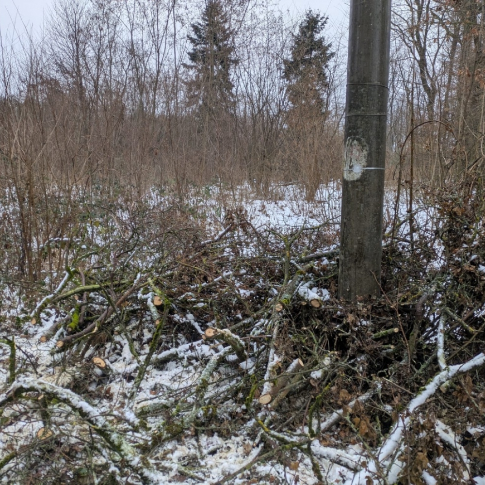 EG.D Oklešťování stromoví oblast Brno
