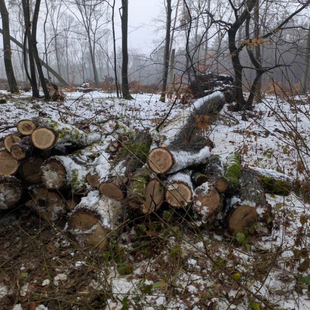 EG.D Oklešťování stromoví oblast Brno