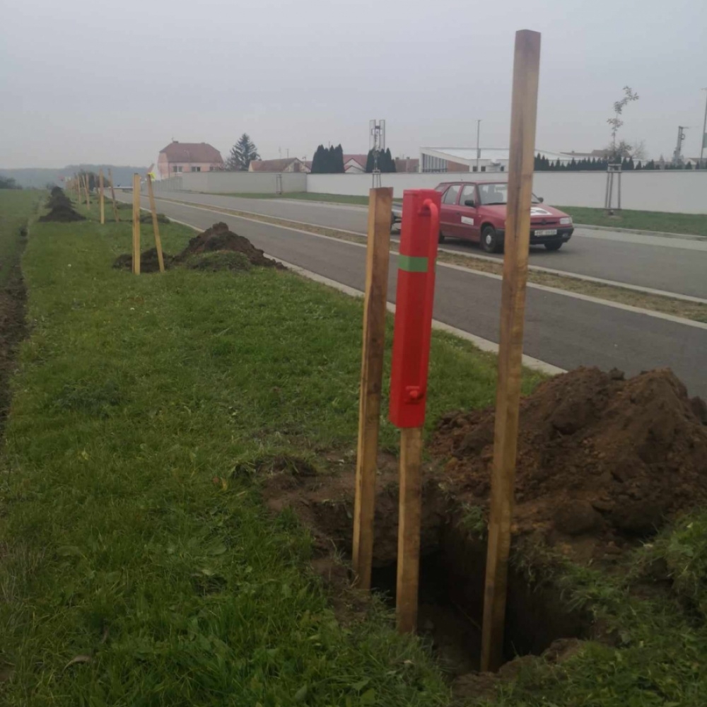 Náhradní výsadba Kostice