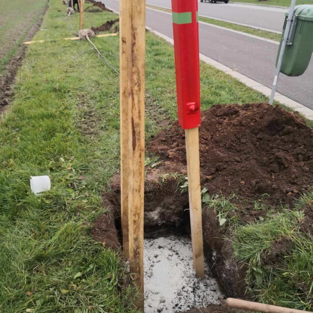 Náhradní výsadba Kostice